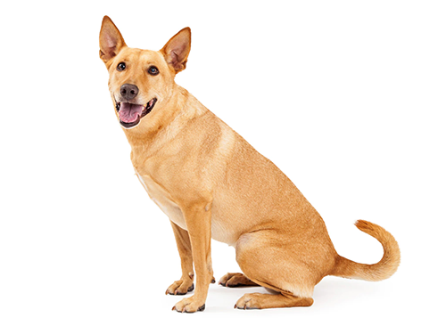 Dingo Facts - Wisdom Panel™ Dog Breeds