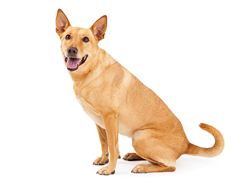 Dingo Dog, Domesticated, Characteristics, Traits