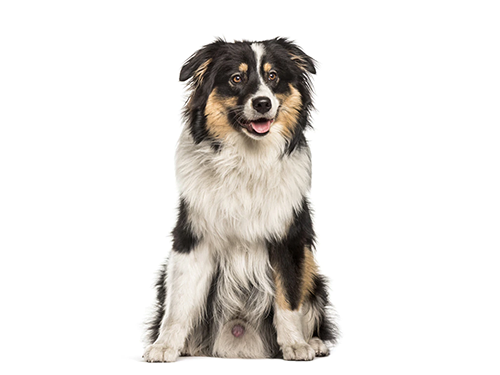 PASTOR INGLÉS - ENGLISH SHEPHERD BREED HANDOUT