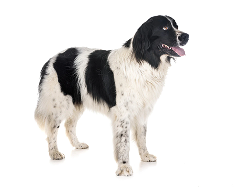 Landseer Características da raça e como cuidar zooplus Magazine