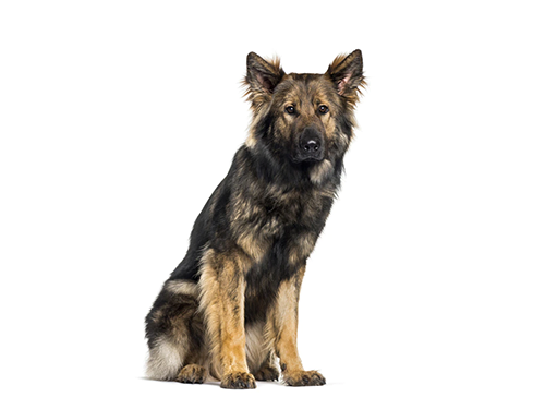 Shiloh Shepherd Dog