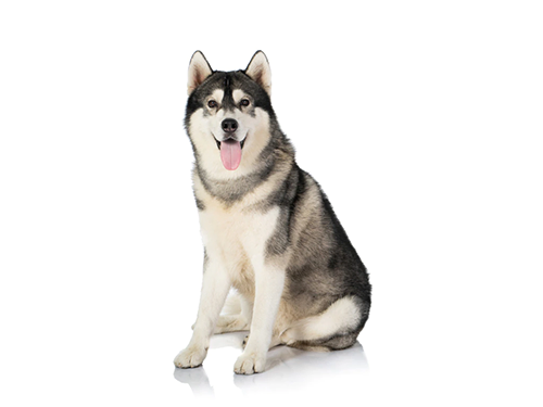Alaskan Klee Kai - Dog breed genetic test