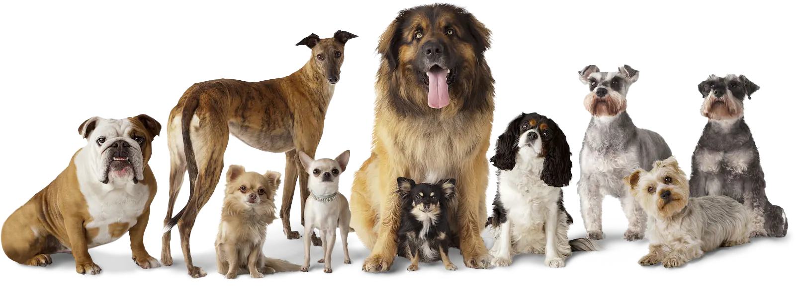 Koko Genetics DNA Test For Dogs Advanced - (+175 Reports Of Breeds, Health And Traits) - Updates At No Cost : Buy Online At Best Price In KSA - Souq Is Now